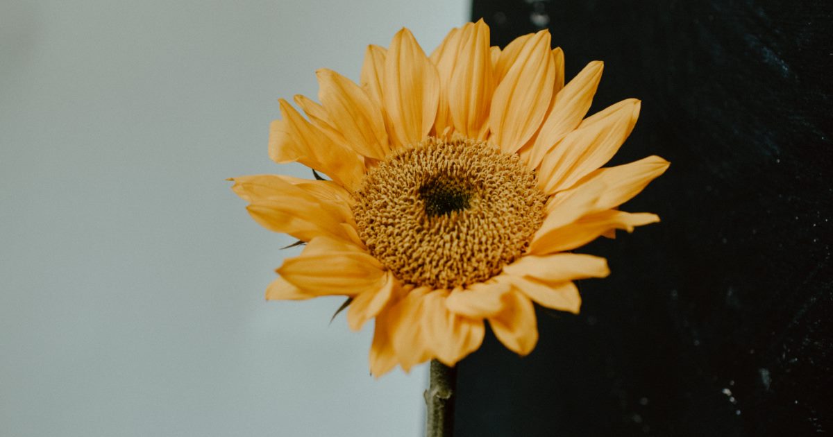 Close-up of a vibrant yellow sunflower with a dark and light contrasting background